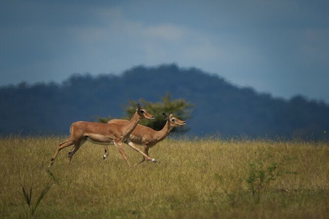 Selous Luxury Day Safari with Photographer - Key Points