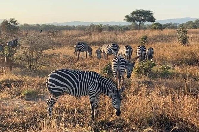 Selous/Nyerere National Park Day Trip - FAQ