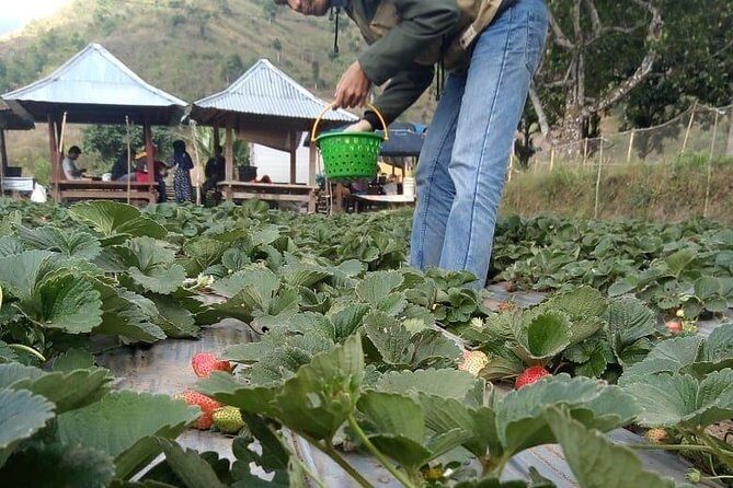 Sembalun Package.. (Special Rice Terrace View) - A Detailed Look at the Sembalun Package Experience