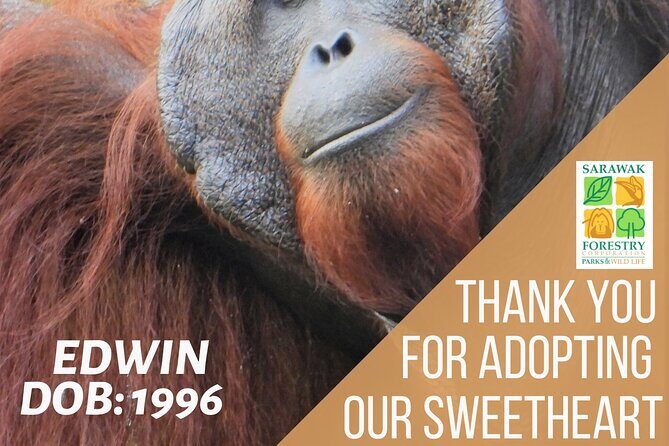 Semenggoh Orangutan Center & Sarawak Cultural Village - The Itinerary in Detail