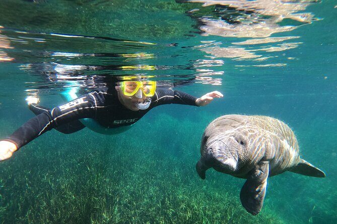 Semi-Private Manatee snorkeling with In Water Guide - A detailed look at the tour experience