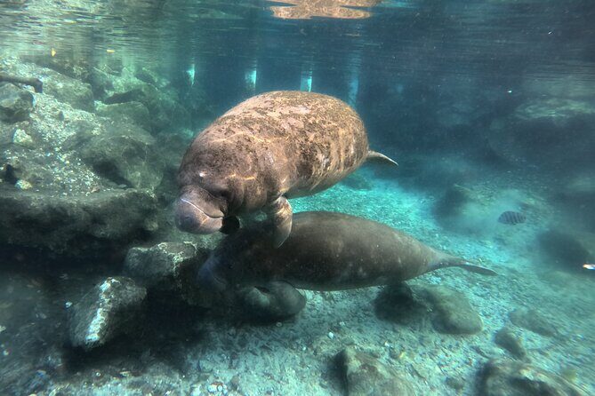 Semi Private Manatee Swim Tour - Why Choose the Semi-Private Manatee Swim Tour?