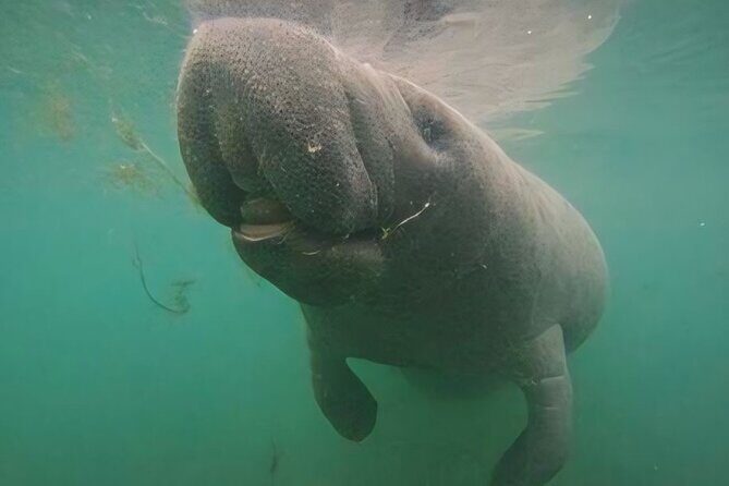 Semi-Private Manatee Swim Tour With Guide (Photos Included) - What to Expect from the Tour