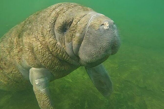 Semi-Private Manatee Swim Tour With Guide (Photos Included) - Analyzing the Cost and Value
