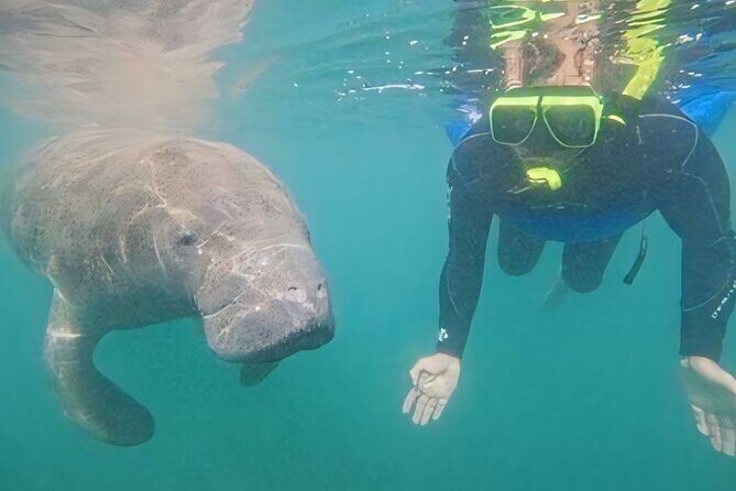 Semi-Private Manatee Swim Tour With Guide (Photos Included) - The Sum Up