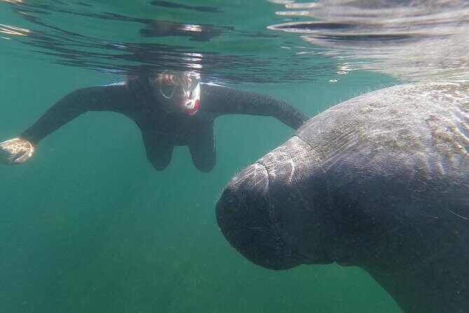 Semi-Private Manatee Swim Tour With In-Water Guide/Photographer - Introduction