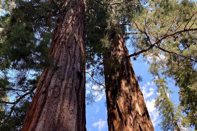 Semi Private Tour to Sequoia National Park with Lunch - A Detailed Look at the Itinerary