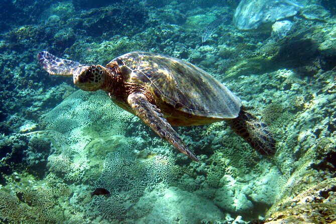 Semi Submarine Boat Experience to Klein Bonaire - FAQs