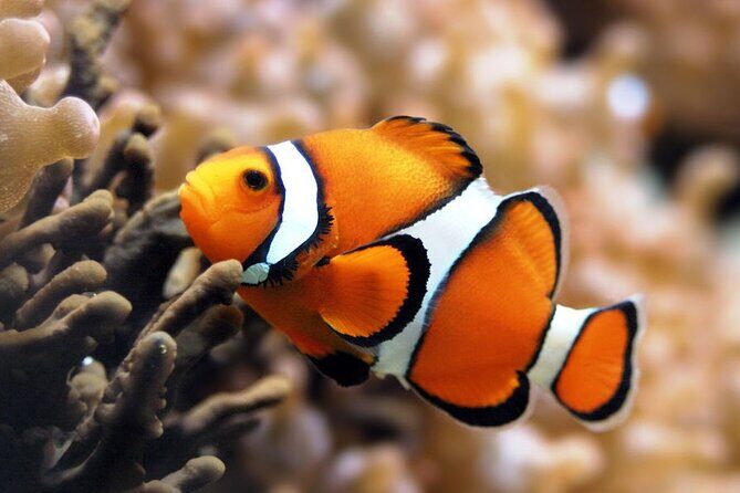 Semi Submarine Sea Trip & Diver Show With transfer - Marsa Alam - The Value Proposition