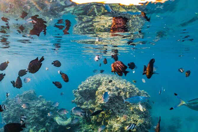 Semi-Submarine, Snorkeling Sea Trip With Transfer Hurghada - The Marina: Gateway to Underwater Adventure