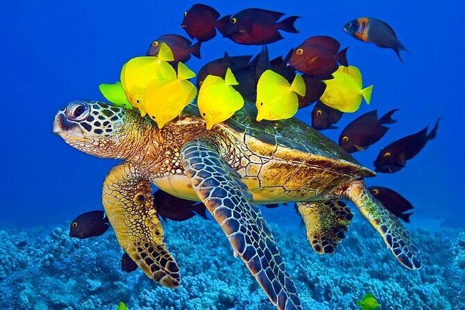 Semi-Submarine, Snorkeling Sea Trip With Transfer Hurghada - Return and Reflection
