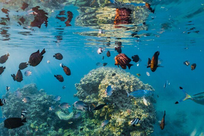 Semi Submarine Trip 2 Hours With Transfer from Sharm - What Makes the Semi-Submarine Trip Stand Out?
