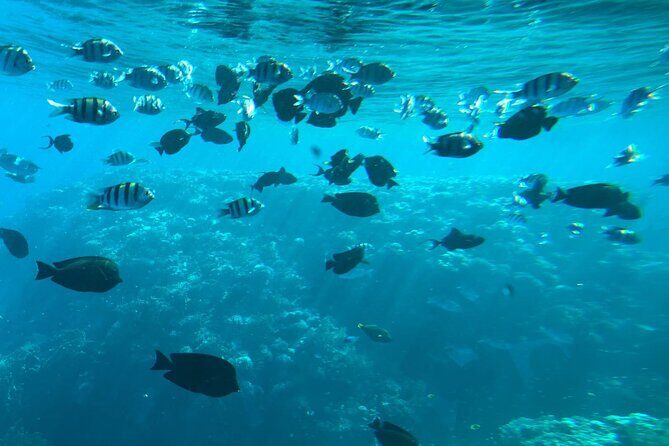Semi Submarine Trip 2 Hours With Transfer from Sharm - Group Size and Atmosphere