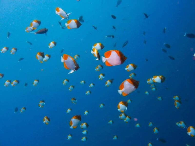 Semporna: Bohey 3 Islands Hike, Snorkel/Dive Tour with Lunch - Practical Tips for Travelers