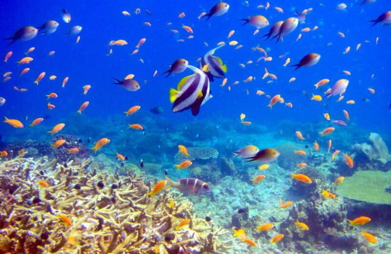 Semporna: Bohey 3 Islands Hike, Snorkel/Dive Tour with Lunch - FAQ