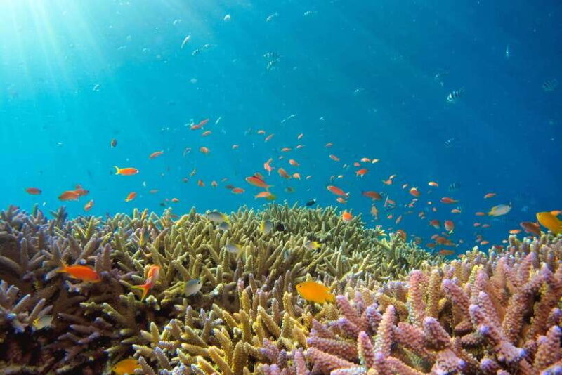 Semporna: Explore 3 Islands Tour Snorkel or Dive & Lunch - The Sum Up