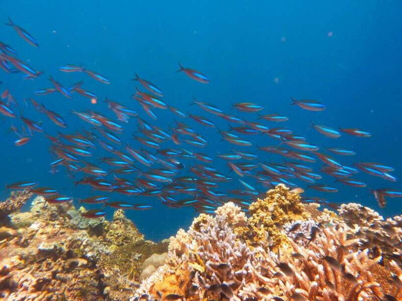 Semporna: Mabul and Kapalai Trip in Snorkel or Dive & Lunch - Frequently Asked Questions
