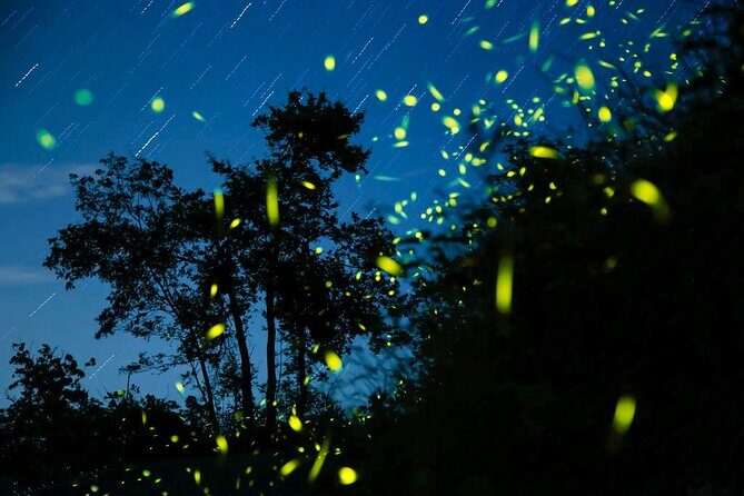 Semporna : Mangrove Cruise, Fireflies, Transfer & Dinner - What Makes This Tour a Good Value?