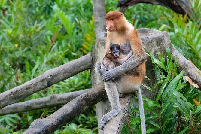 Semporna : Mangrove Cruise, Fireflies, Transfer & Dinner - Authentic Experiences and Practical Tips