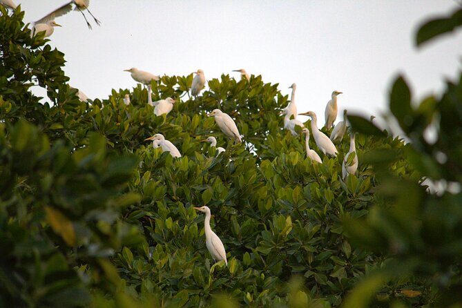 Semporna : Mangrove Cruise, Fireflies, Transfer & Dinner - Final Thoughts