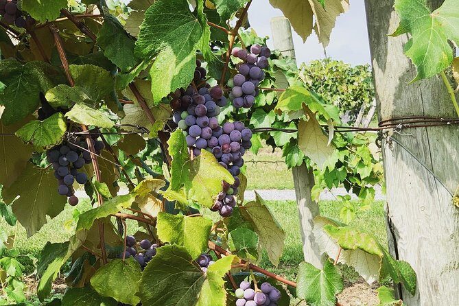 Seneca Lake Wine Tasting & Tour - An Overview of the Experience