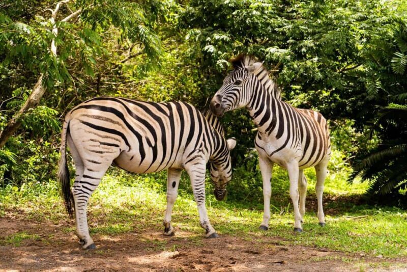 Senegal: 5 Days 4 Nights Safari & Village Tour - Practical Insights & Value