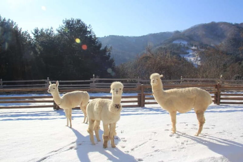 Seoul: Alpaca/Nami/Eobi(+RailBike, Strawberry optional) Tour - Exploring the Itinerary and Highlights