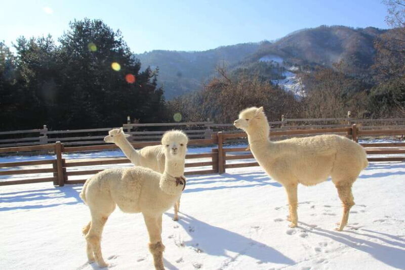 Seoul: Alpaca/Nami/Garden of Morning Calm Tour (+Rail Bike) - Practical Tips for Future Travelers