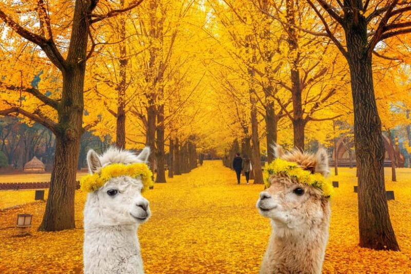 Seoul: Alpaca World & Nami Island (opt. Gangchon Railbike) - Exploring Seoul’s Day Trip to Alpaca World & Nami Island (with optional Gangchon Railbike)