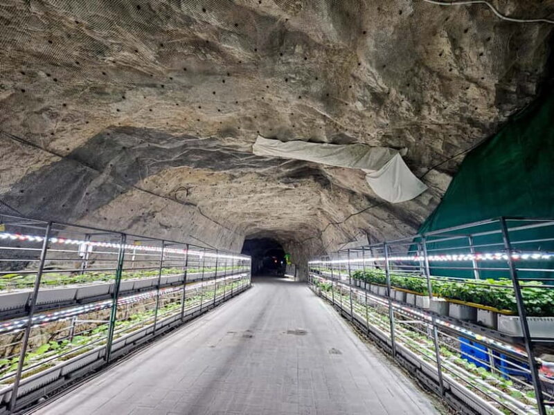 Seoul: Chungju Cruise, Cable Car & Cave Kayak Adventure Tour - Authentic Traveler Insights