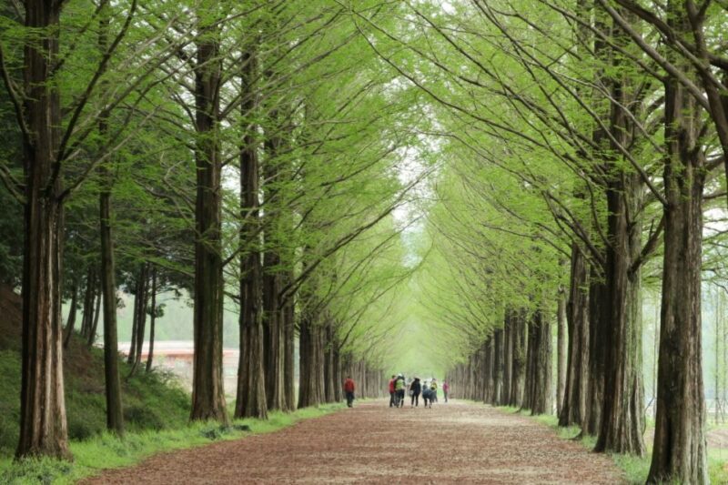 Seoul: Gangwon-do Day Trip with Alpaca World & Nami Island - Authentic Experiences and Authentic Reviews