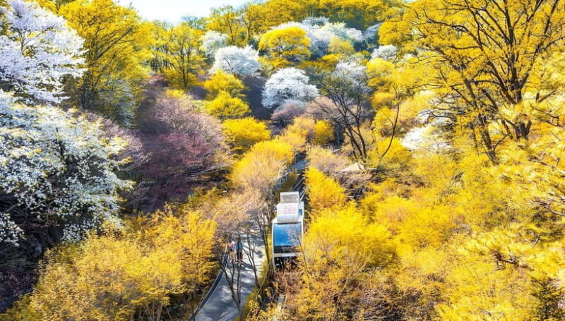 Seoul: Hwadam Forest & Namhansanseong & Korean Folk Village - An In-Depth Look at the Tour Experience
