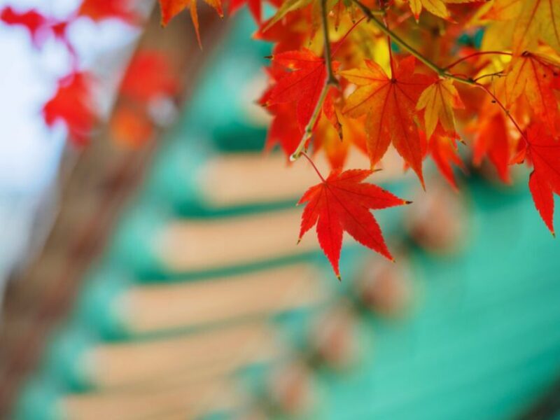 Seoul: Hwadamsup & Luge & Korea Folk Village One Day Tour - Final Thoughts