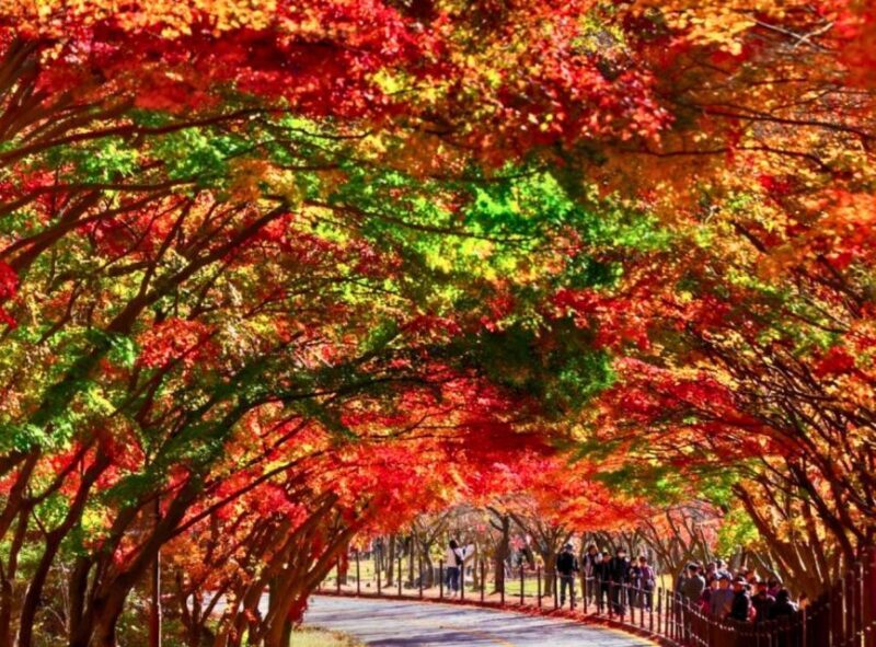 Seoul: Hwadamsup & Luge & Korea Folk Village One Day Tour - FAQ