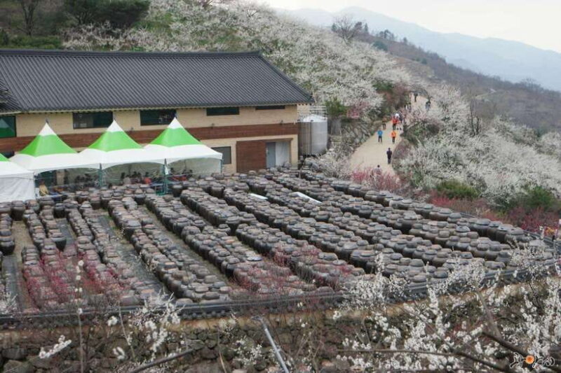 Seoul: Korea Spring Cherry Blossom Day Tour - The Full Scoop: A Closer Look at the Tour Experience