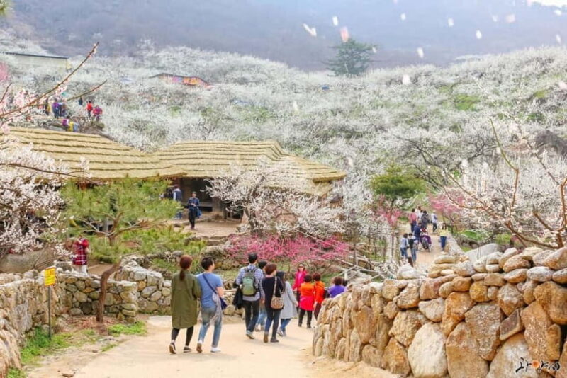 Seoul: Korea Spring Cherry Blossom Day Tour - Final Thoughts: The Real Value for the Traveler