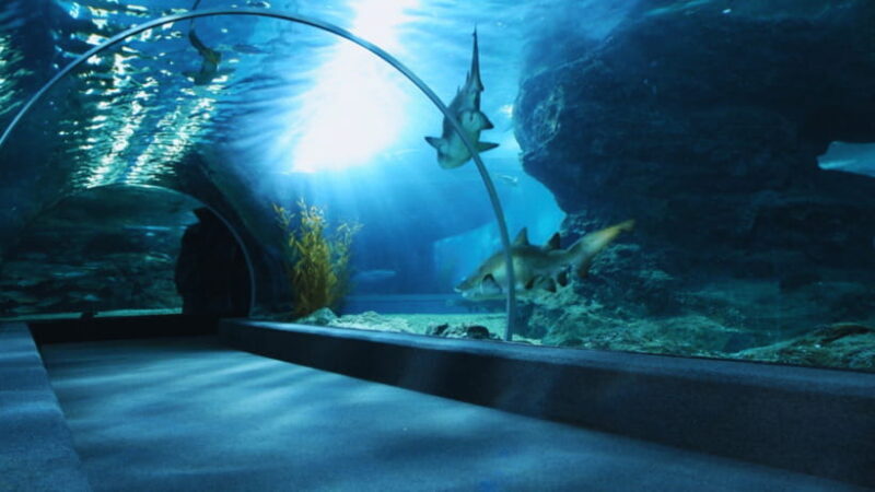 Seoul: Lotte World Aquarium Ticket - Location and Accessibility