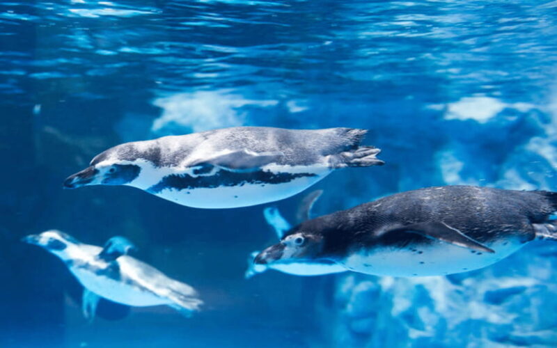 Seoul: Lotte World Aquarium Ticket - Exhibits and Educational Programs