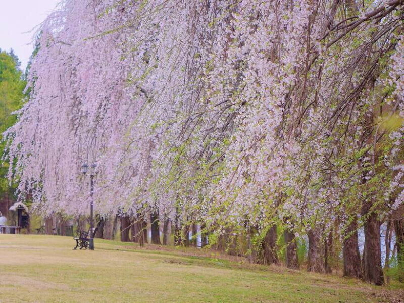 Seoul: Mt.Seorak, Nami Island & Korean Garden, No Shopping - Who Will Love This Tour?