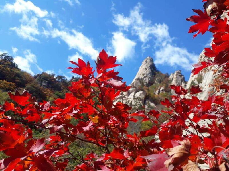 Seoul: Mt.Seorak, Nami Island, No Shopping(+RailBike Option) - Final Thoughts