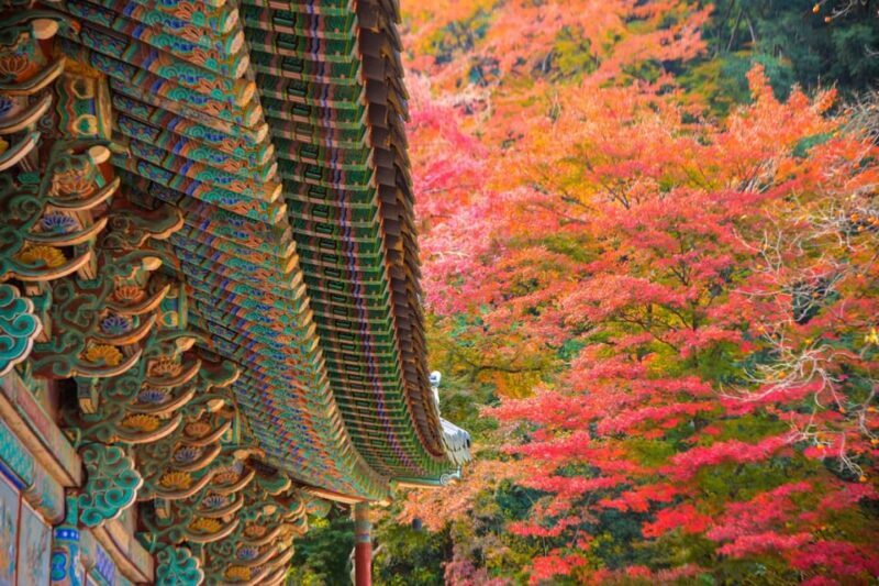 Seoul: Naejangsan National Park Autumn Foliage One Day Tour - An In-Depth Look at the Naejangsan Autumn Foliage Tour