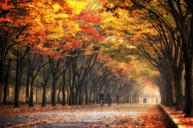 Seoul: Naejangsan National Park Autumn Foliage One Day Tour - Practical Tips for Making the Most of the Tour