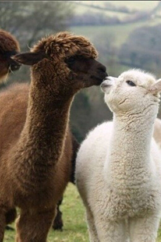 Seoul: Nami and K-Garden with Optional Alpaca Winter Tour - A Comprehensive Look at the Tour Experience