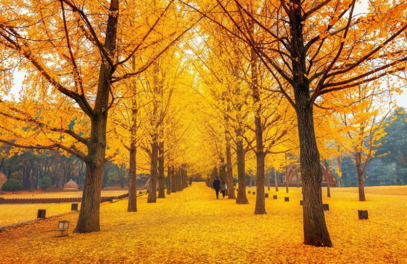 Seoul: Nami Island, Garden and Petite France (opt Railbike) - Practical Tips