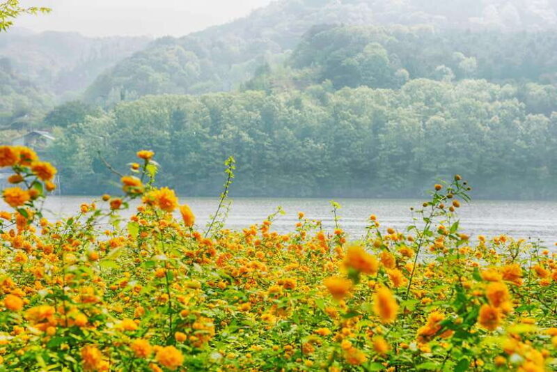 Seoul: Nami Island & Petite France Tour with Railbike Option - Practical Tips for Travelers