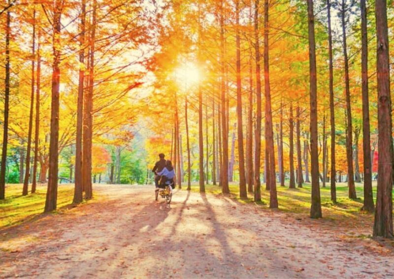 Seoul: Nami, Petite France, Italian Village, Railbike Option - A Practical Breakdown of the Tour