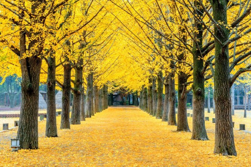 Seoul: Private Customizable Tour to Nami Island and More - The Sum Up