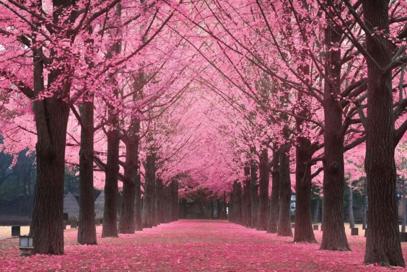 Seoul: Private Customizable Tour to Nami Island and More - FAQ