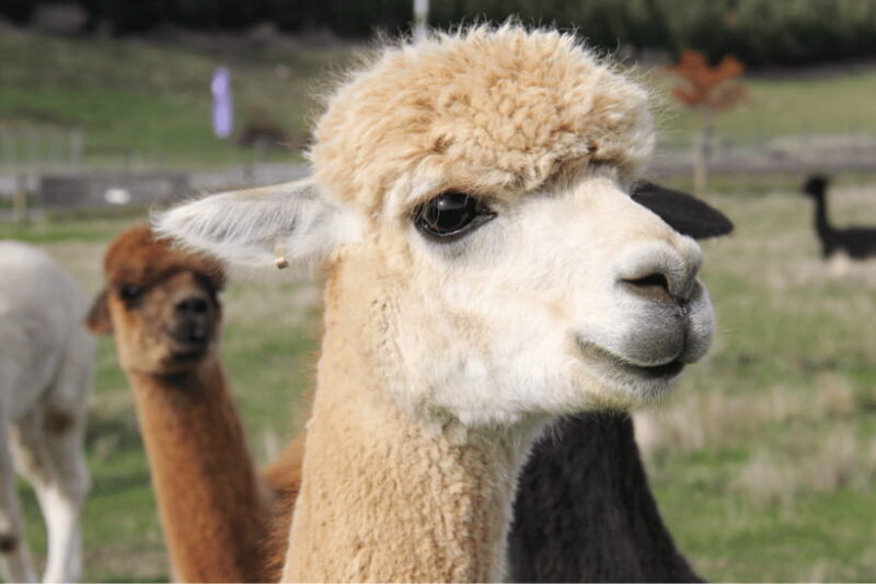 Seoul: Samaksan Cable Car & Nami with Alpaca World/Railbike - Frequently Asked Questions