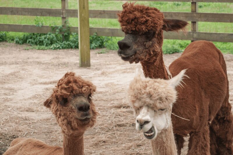 Seoul: SnowyLand in Vivaldi Park with Nami or Alpaca - Final Thoughts: Is This Tour for You?